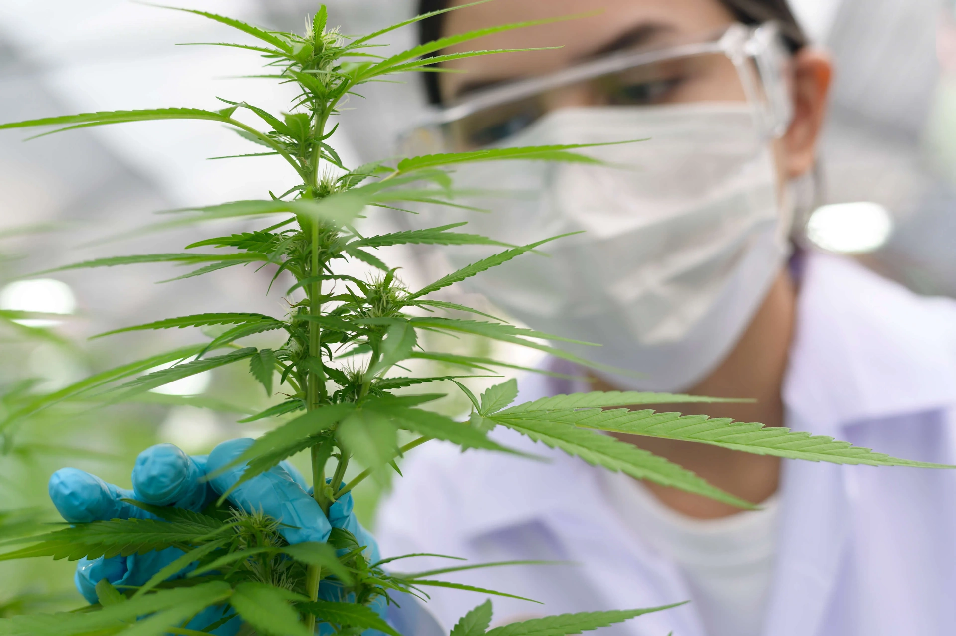 Hampaolja vs CBD-olja — samma växt, helt olika produkter