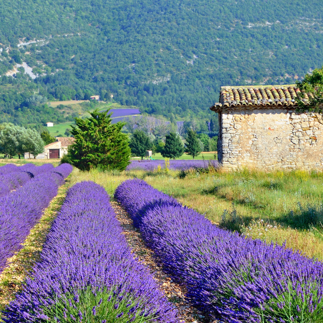 Botaniska växter i en kroppsbalsam: arnika, ingefära och lavendel