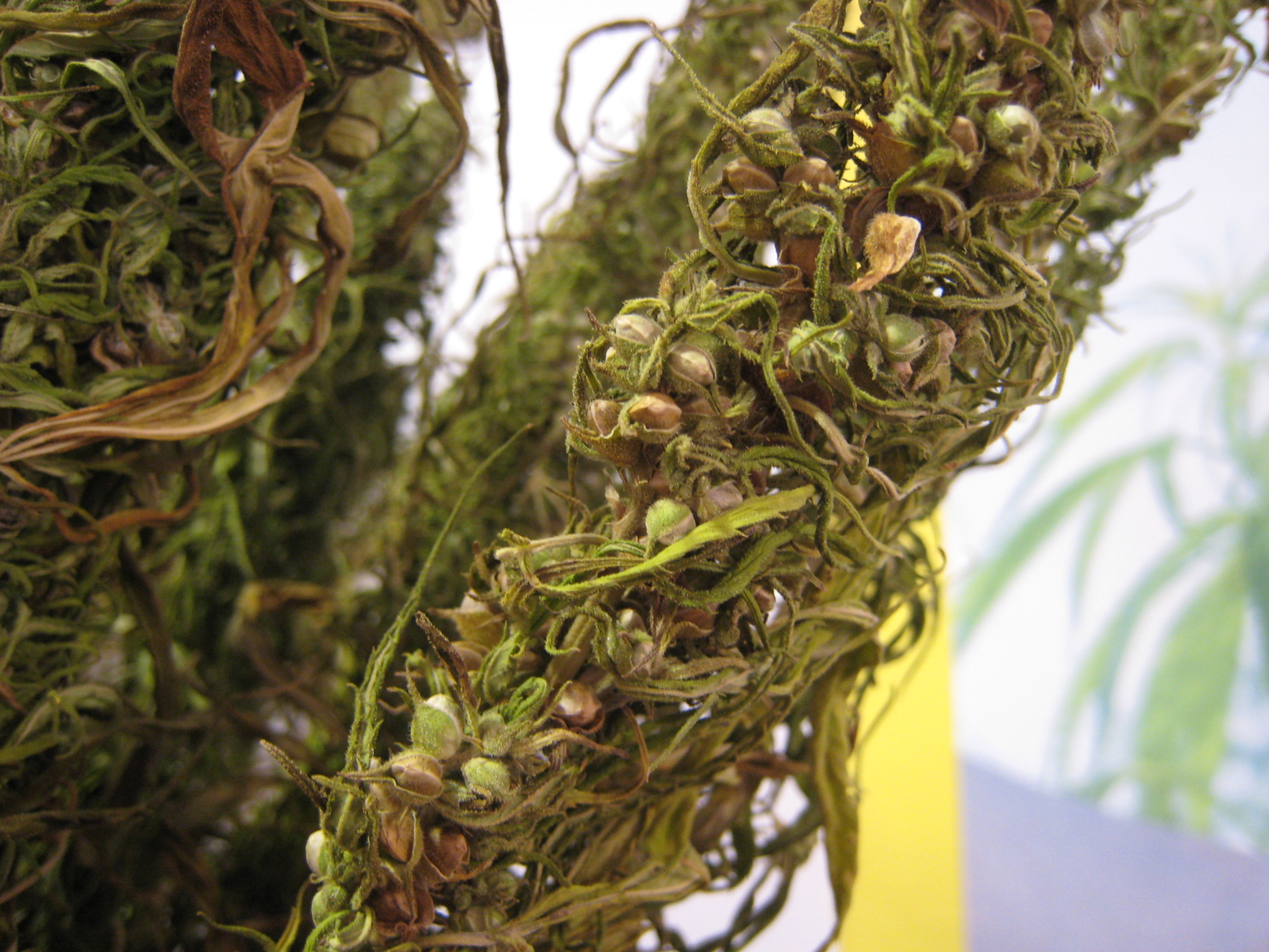 What is CBDA? Cannabidiolic acid explained