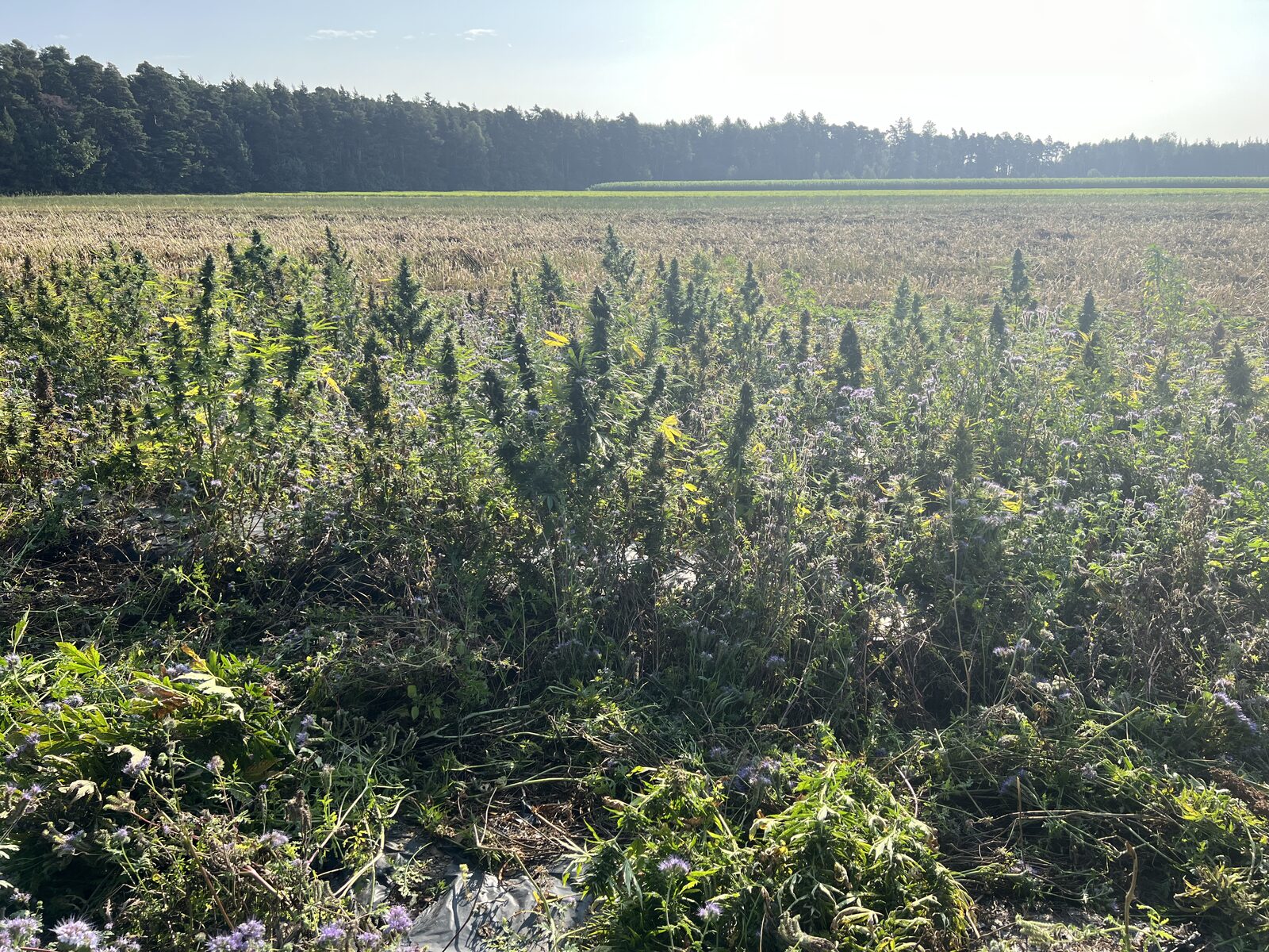 Vad är dekarboxylering — och därför är hampans blompulver ovärmt
