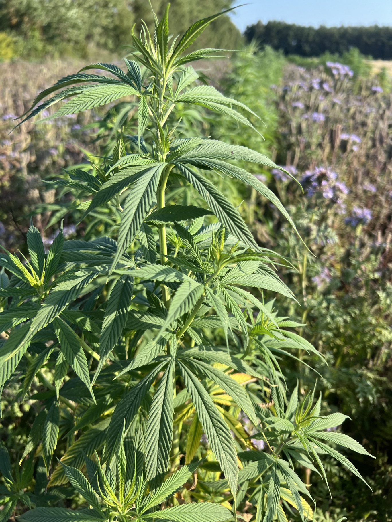 Hampa i hudvård: från frö till balsam