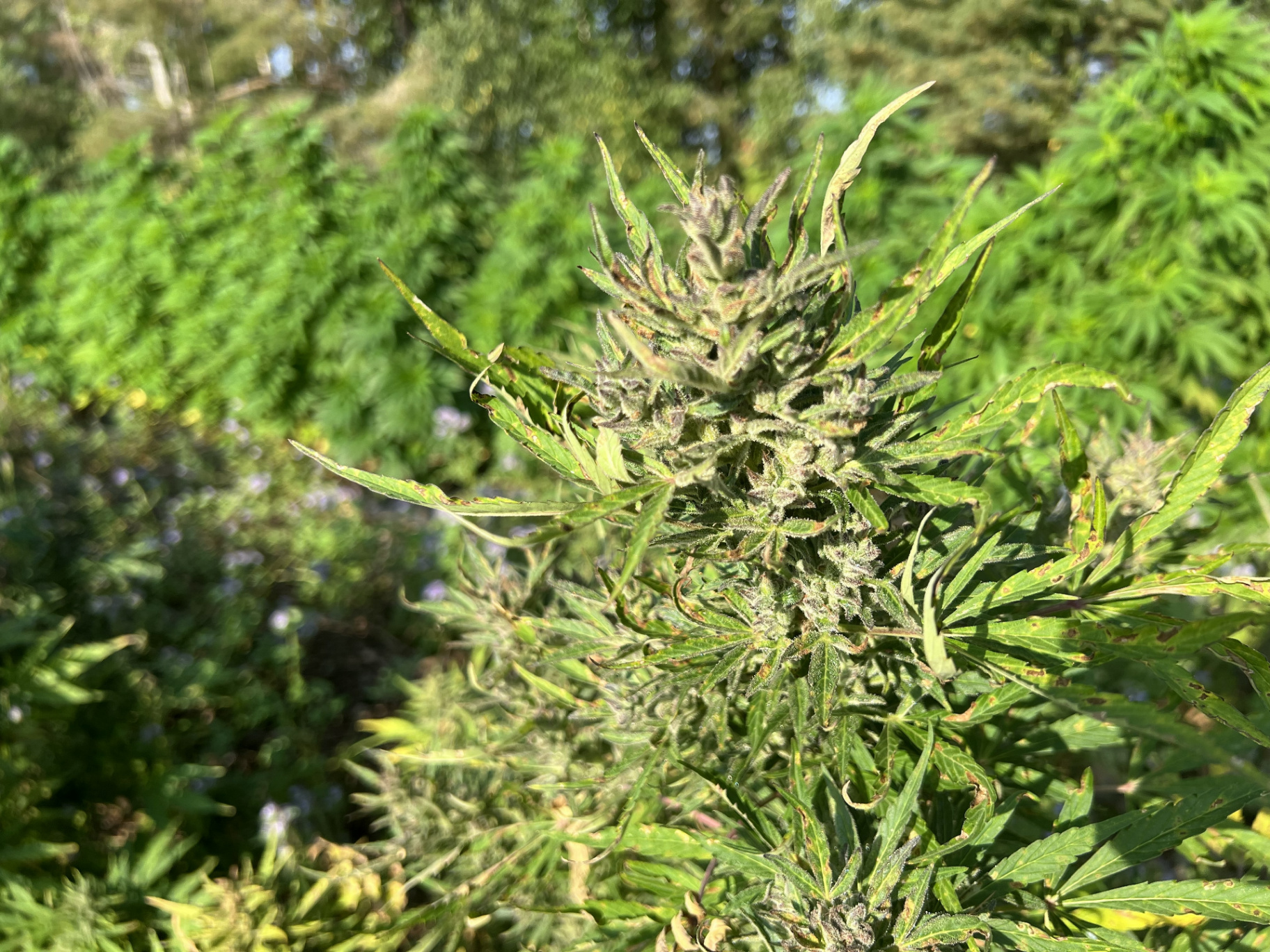Hampaprotein eller hampans blompulver: vad är skillnaden?