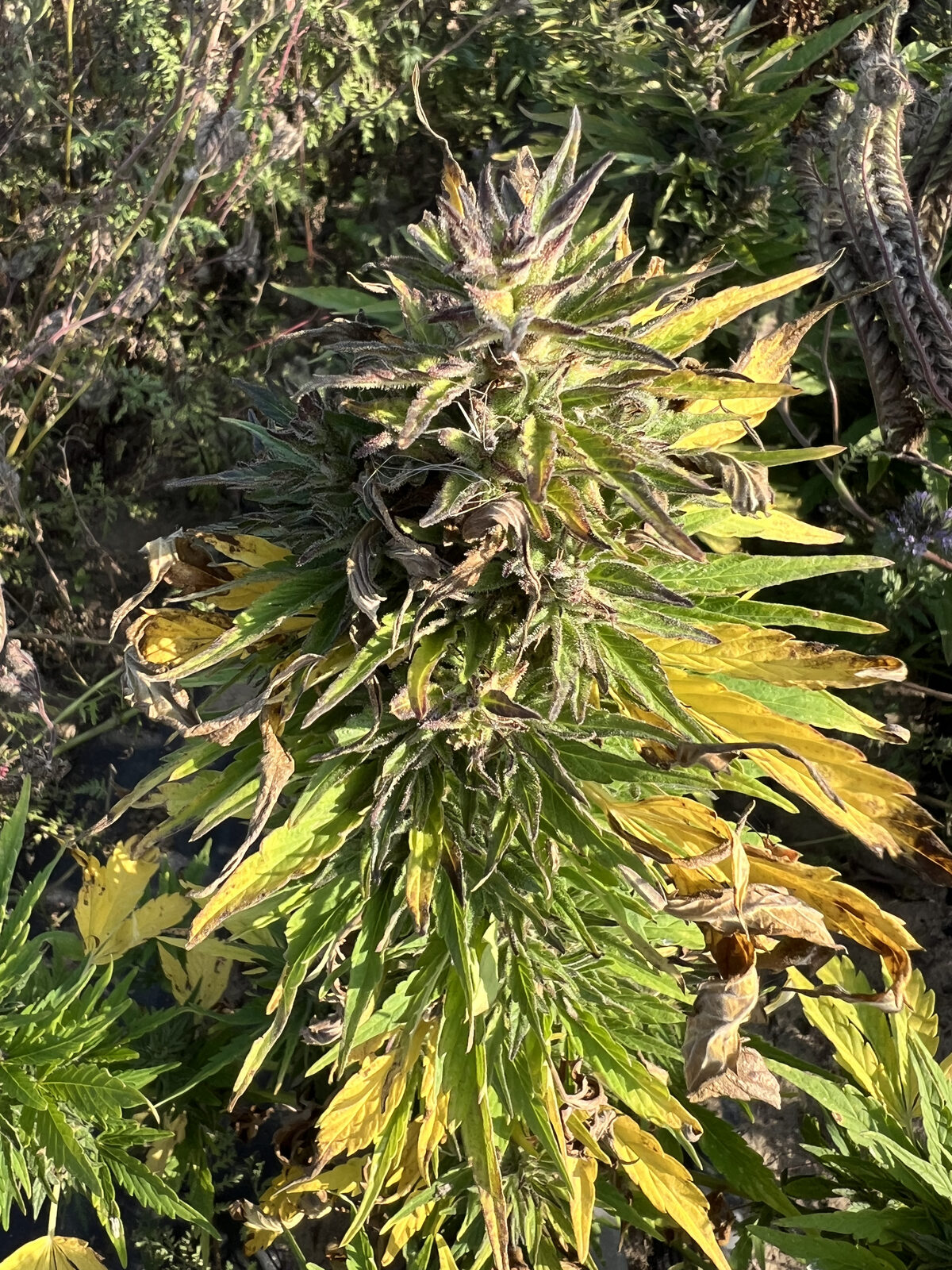Cannabinoider förklarade: CBD, CBDA, CBG, CBN och THC